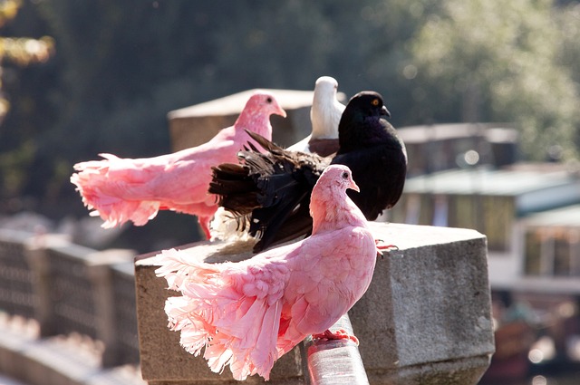 围内的影响 围内的影响